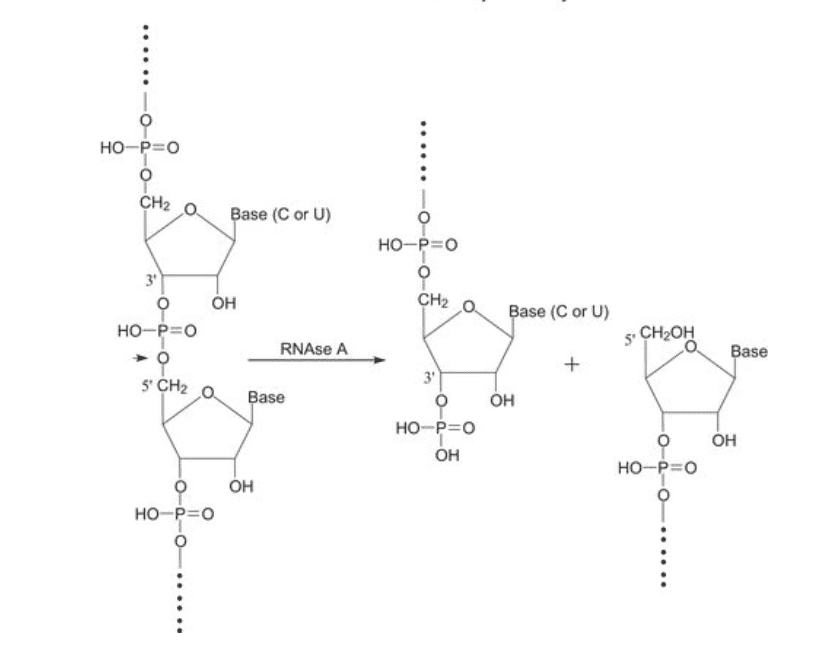 Ribonuclease A,Cas No: 9001-99-4,9001-99-4